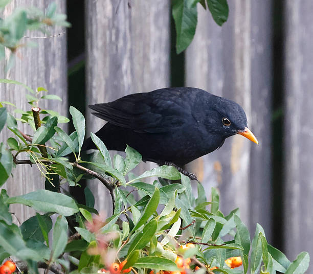 istock Blackbird (Turdus merula) Male feeding on Berries Pyracantha 2238263366