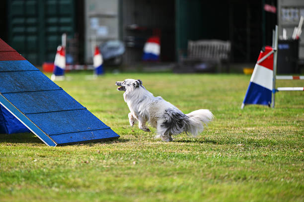 A golden retriever jump barrier
