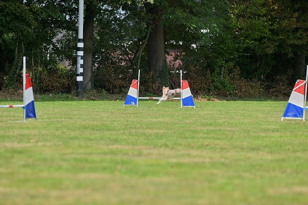 Cute brown Jack Russel terrier jumping over the hurdle on its course in dog agility event