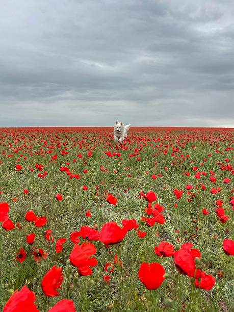 istock The White Swiss Shepherd is running through a poppy field. 2238265075