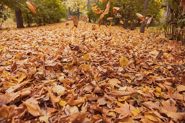 istock Autumn on a park path covered with dry leaves. Autumn concept. 2238266319