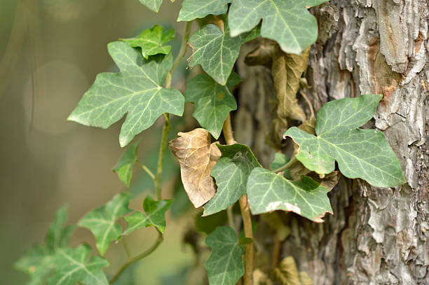 helix hedera plant covering tree bark