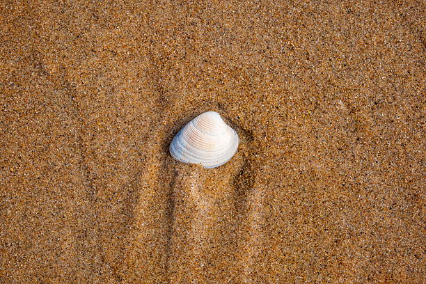 istock Single, small seashell on a sandy beach, top down, close up view, no people 2238268455