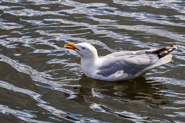A seagull floats gracefully on the water, holding food in its beak. Captured in detail with rippling reflections, the image highlights the natural feeding behavior of this coastal seabird in its habitat.