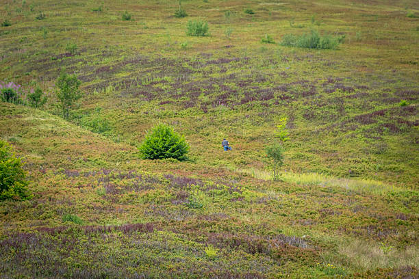 August 9, 2025, Borzhava Ridge, Carpathian Mountains, Ukraine. Editorial stock photo of a man harvesting wild blueberries on mountain slopes during summer, showing traditional seasonal work