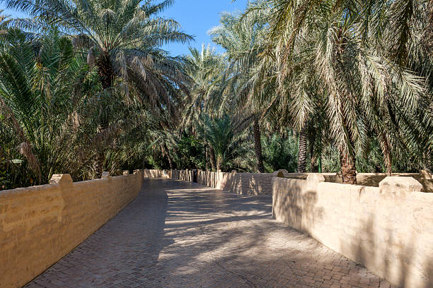 quiet path in oasis Al Ain, UAE, surrounded by tall palm trees and green fronds. Sunlight filters through the palms, casting soft shadows. A peaceful spot in the oasis