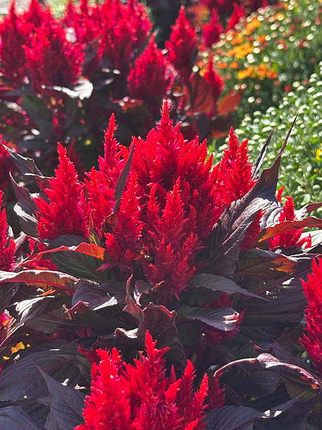 istock Celosia pinnate red flowers for flower beds 2238271507