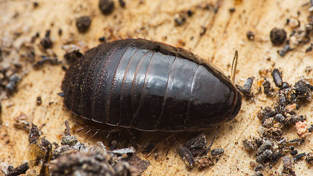 istock Madagascar hissing cockroach on wooden surface 2238272016