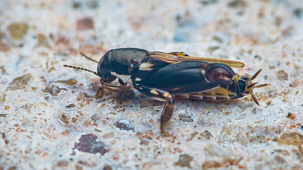 istock Cricket insect standing on concrete surface in close-up 2238272069