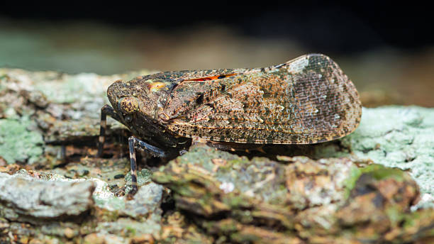 istock Planthopper insect camouflaging on rough tree bark showing protective adaptation 2238272205