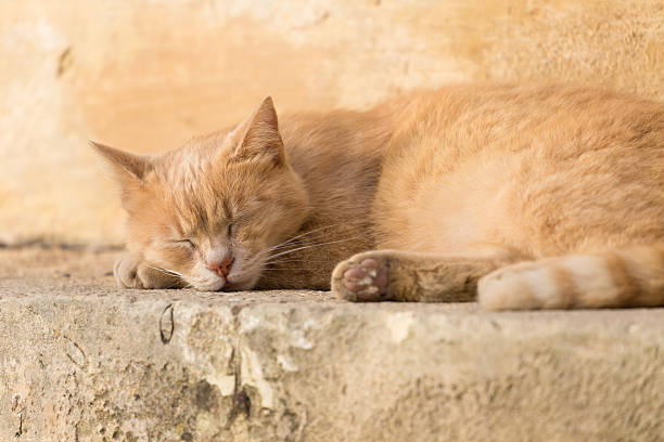 An orange tabby cat is sleeping on a stone step in the historic district of Malta.