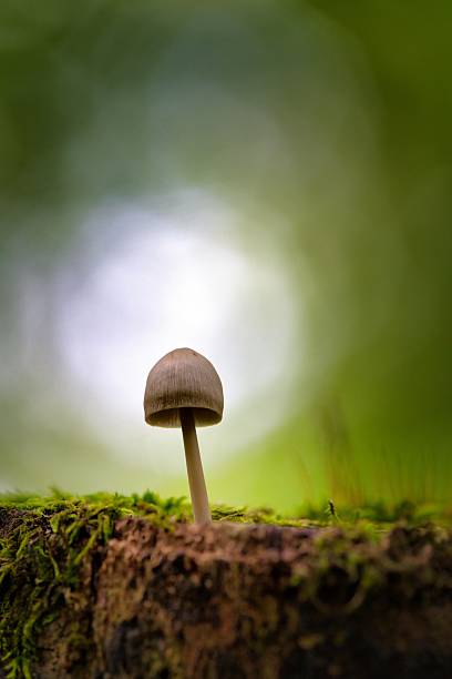 istock Stump fungus 2238272604