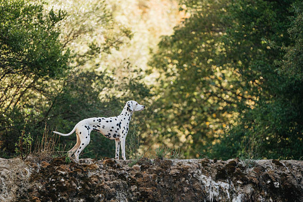 Fantasy forest portrait of Dalmatian dog