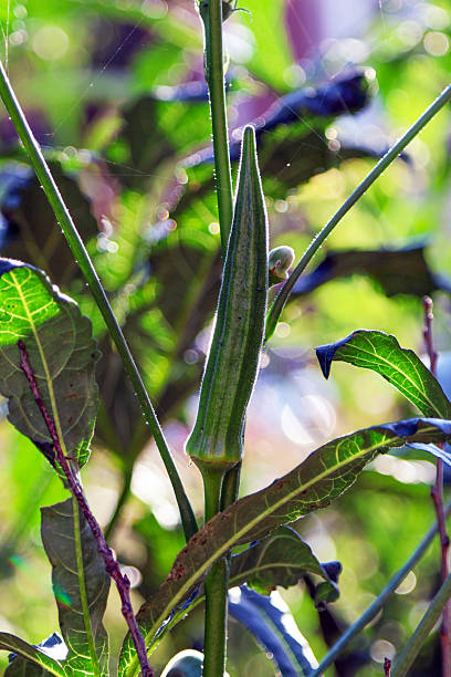 istock Unripe okra growing on a tree 2238281266