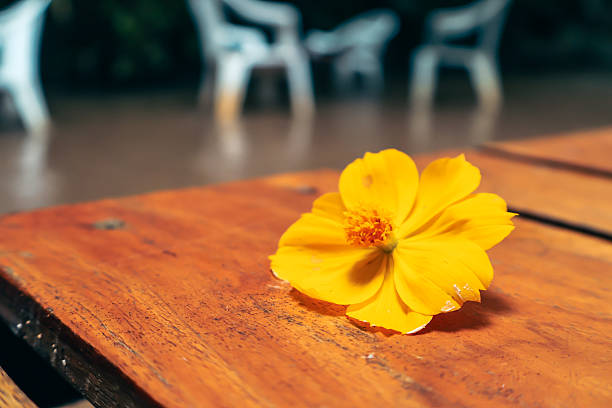 Bright yellow flower resting on wooden table, vibrant color adding warmth to outdoor setting, perfect for nature themes.