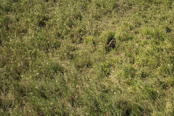 Aerial view showing an African buffalo (Syncerus caffer) standing among tall, dense grass. The animal is partly obscured by vegetation. This photo was taken in South Africa.