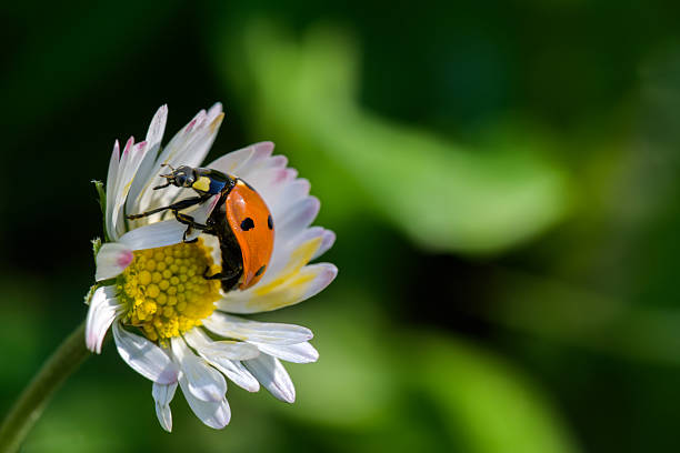 Soldier Beetle on a marguerite flower seeking shadow on a bright day