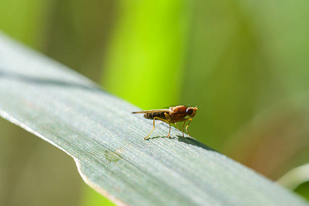 A small insect with a fuzzy body sits on a thin green blade of grass against a blurred natural background. The shot captures the microworld of wild nature, emphasizing fragility and detail.