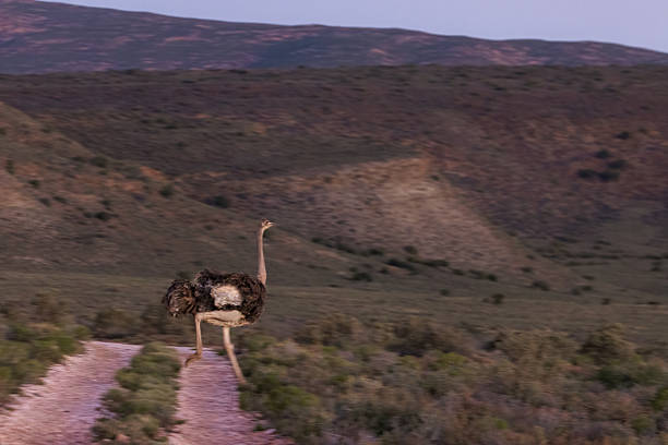 A Common Ostrich (Struthio camelus) walks along a dirt road cutting through a mountain valley as dusk settles. The fading light and soft hues evoke the calm atmosphere of South Africa’s wild landscapes. This photo was taken in South Africa.
