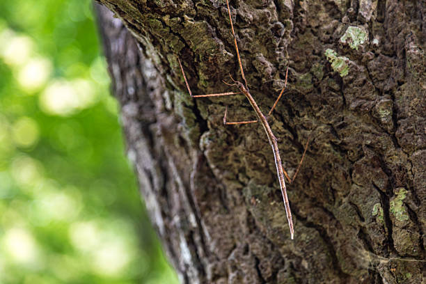 A wounded stick insect rests on a leaf. Its body resembles a branch, making it a master of disguise in the insect world. Its slender shape resembles the chopsticks used by Oriental people.