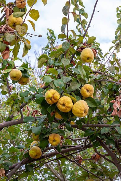 istock Yellow quince fruits on a tree 2238288291