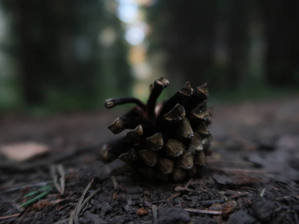 A lone pine cone lies on the road in the forrest.  A pine cone taken in macro mode. A pine cone on a background of trees.