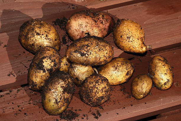 Fresh home grown potatoes just been pulled out of the ground with soil still on them