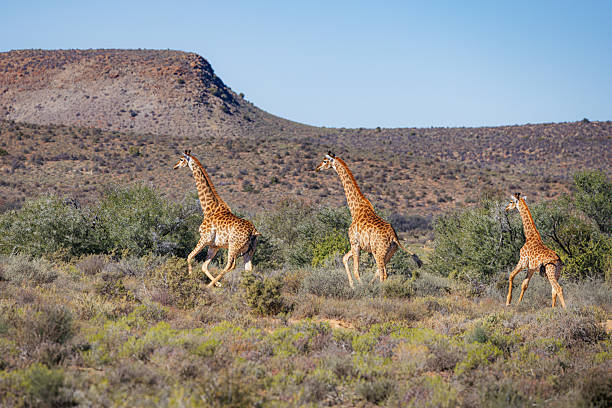 A small group of giraffes (Giraffa camelopardalis) moves across semi-arid terrain covered in shrubs, with a rocky plateau in the background under clear blue skies. This photo was taken in South Africa.