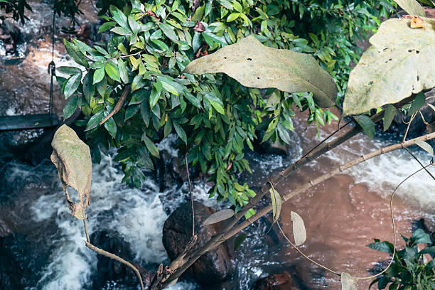 istock Lush greenery with scattered leaves, vibrant natural setting, perfect for nature-themed projects or eco-conscious designs. 2238290285