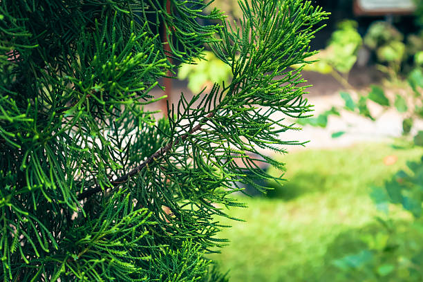 istock Lush greenery in a serene garden, vibrant leaves reflecting sunlight, peaceful nature setting with ample space for text. 2238290429