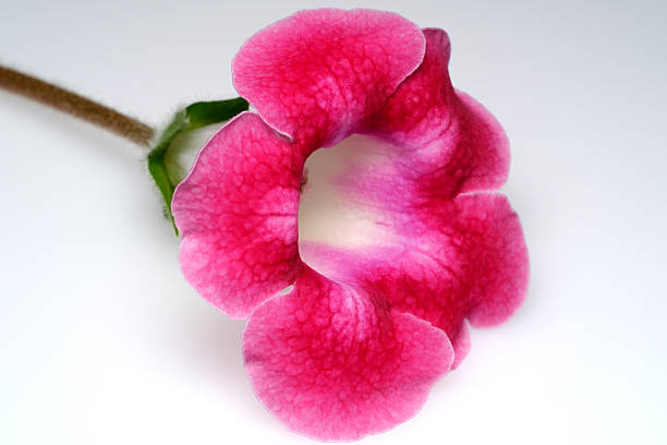 istock Delicate pink flower in full bloom 2238290455