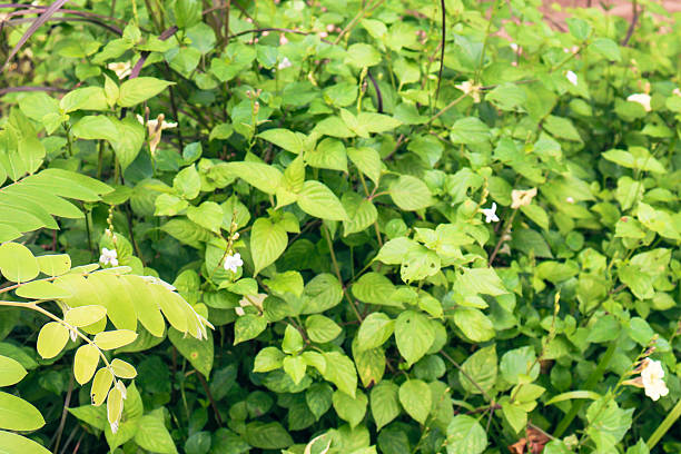 istock Lush green foliage overlapping, vibrant plants creating a dense natural backdrop, perfect for nature-themed designs or captions. 2238290473