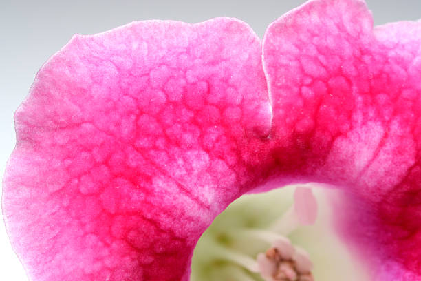Close-up of a stunning pink flower petal radiating delicate beauty.