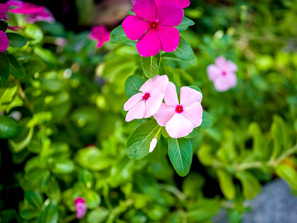 Vertical close-up of bicolor Vinca blooms with soft pink petals and red centers, set against lush green leaves. Natural sunlight enhances the vivid contrast, symbolizing tropical charm and seasonal beauty.