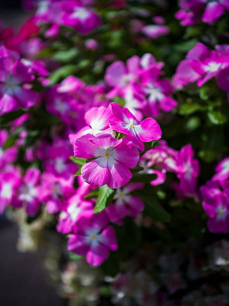 istock Vibrant Pink Flower Cluster in Full Summer Bloom 2238290826
