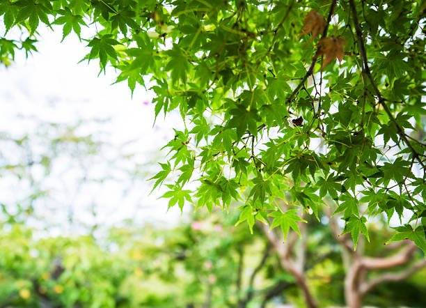 Bright green maple leaves glow under soft sunlight, with a blurred garden background creating a serene and natural atmosphere. A vibrant capture of seasonal growth, tranquility, and nature’s beauty.