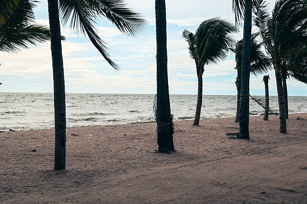 Serene beach scene, palm trees swaying gently, tranquil ocean waves lapping at sandy shore, ideal for relaxation and escape.