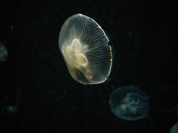 istock Ethereal Moon Jellyfish Floating in Dark Ocean 2238291118