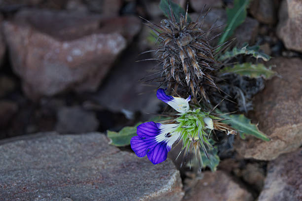 A small purple wildflower emerges between rocky ground in a dry environment. The image highlights the resilience of native flora adapted to harsh, arid conditions in South Africa’s semi-desert regions. This photo was taken in South Africa.