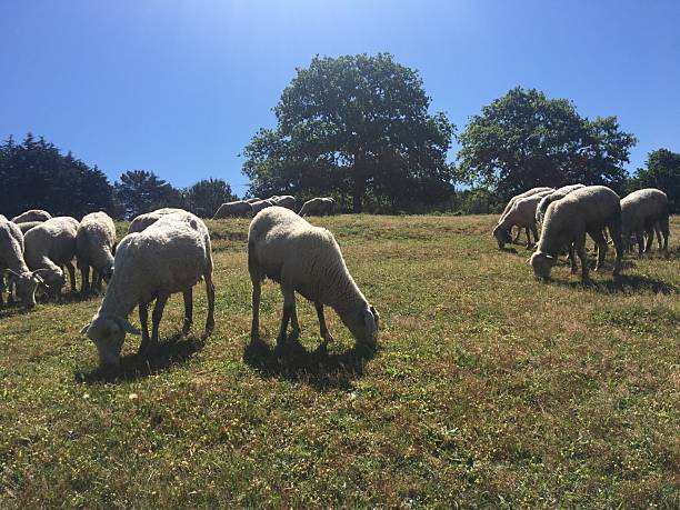 Sheep graze in the meadows.