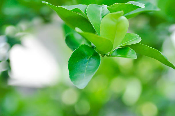 Kaffir lime plant or RUTACEAE, Citrus hystrix DC or Kaffir lime or Leech lime or Mauritius papeda plant