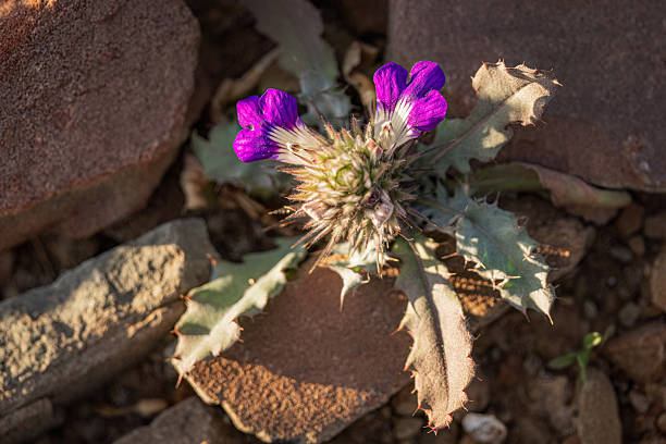 Atacama Desert located at North Chile is an amazing place to enjoy the vast desert extensions full of salt lakes, salt flats, sand, beautiful beaches and an awesome night sky and when the rain comes millions of flowers blooming making a wonderful landscape