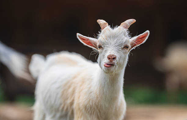 istock Playful white goat kid sticking tongue out.. 2238295445