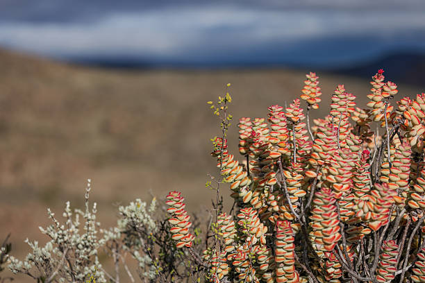 A Crassula succulent (Crassula rupestris) with red-tipped leaves is growing on dry rocky ground. This photo was taken in South Africa.