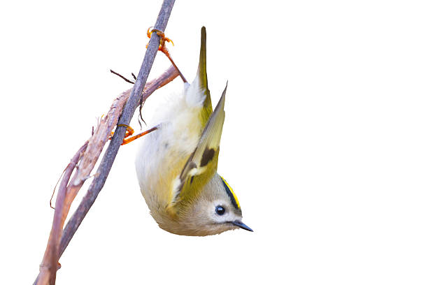 Goldcrest on the branch of spruce.