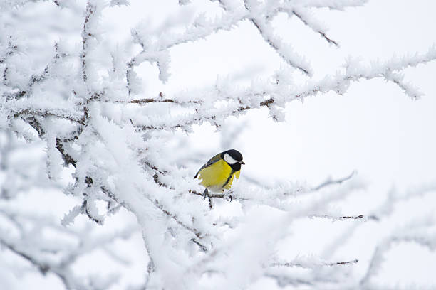 bird with a yellow belly sits on a snowy branch , winter period, cold