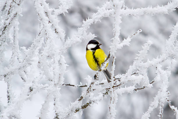 istock yellow little bird sits on a snowy branch 2238296665