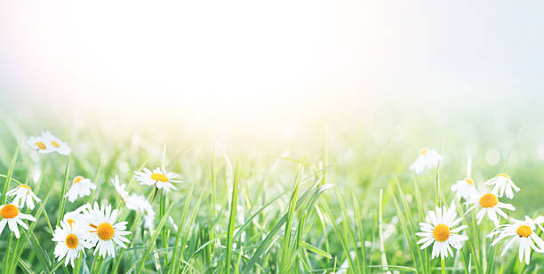 istock Spring gentle nature background. Daisies on the field on a sunny day. 2238297512