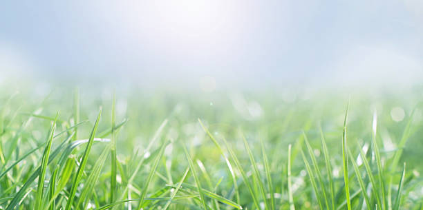 istock Spring beautiful background. Green grass on a sunny day. Soft focus. 2238298544