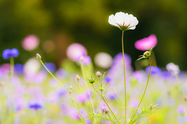 A diversity of wildflowers in blossom, with focus on the foreground.